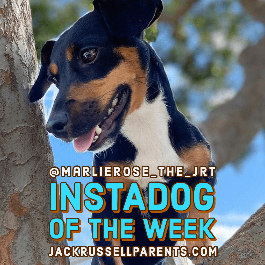 Human Infertility and Puppy Parenting