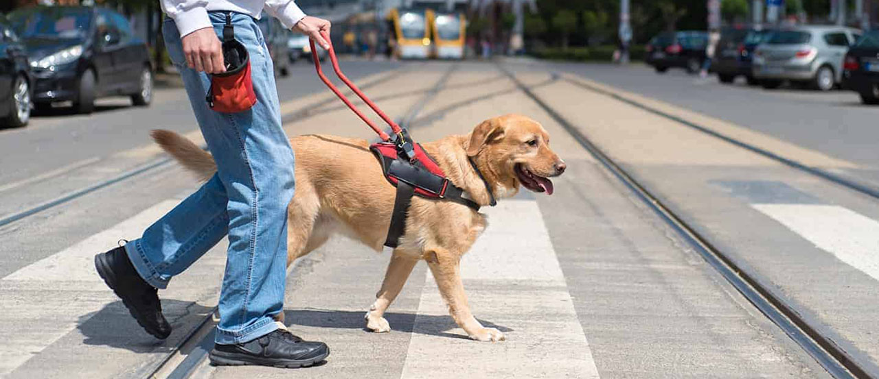 service dogs
