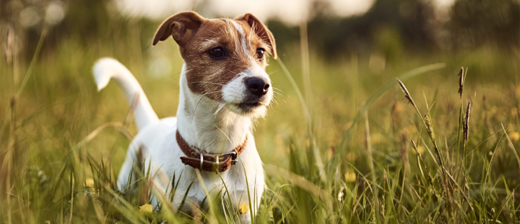 top 3 reasons you should never own a jack russell terrier