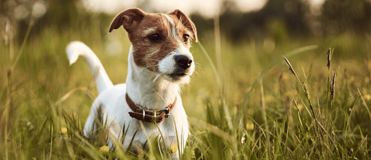 top 3 reasons you should never own a jack russell terrier