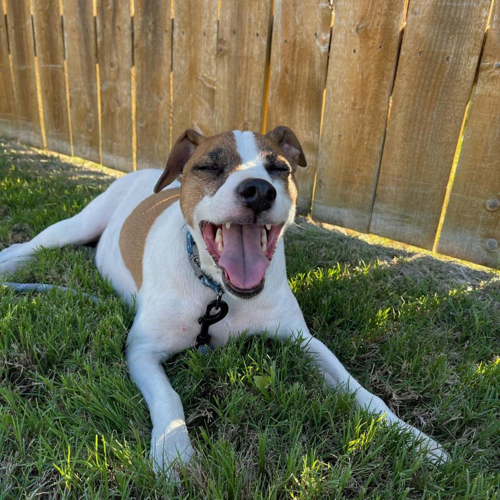 what's are your dog's best tricks