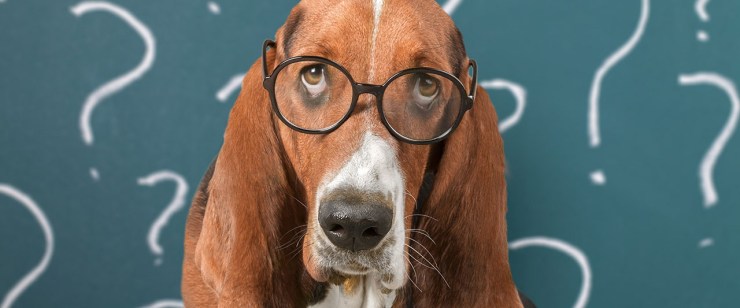 the most confusing human things for dogs