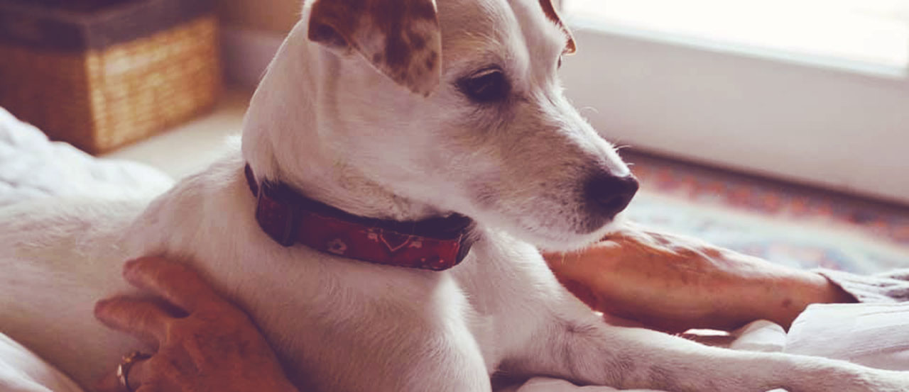 jrt dog sleeping bed