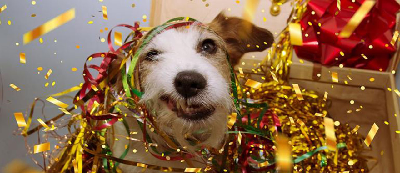 celebrating your dog's birthday