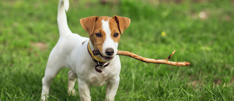 jack russell terrier