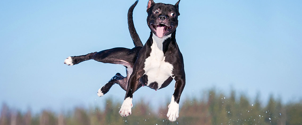 constant jumping - dog behavior solutions