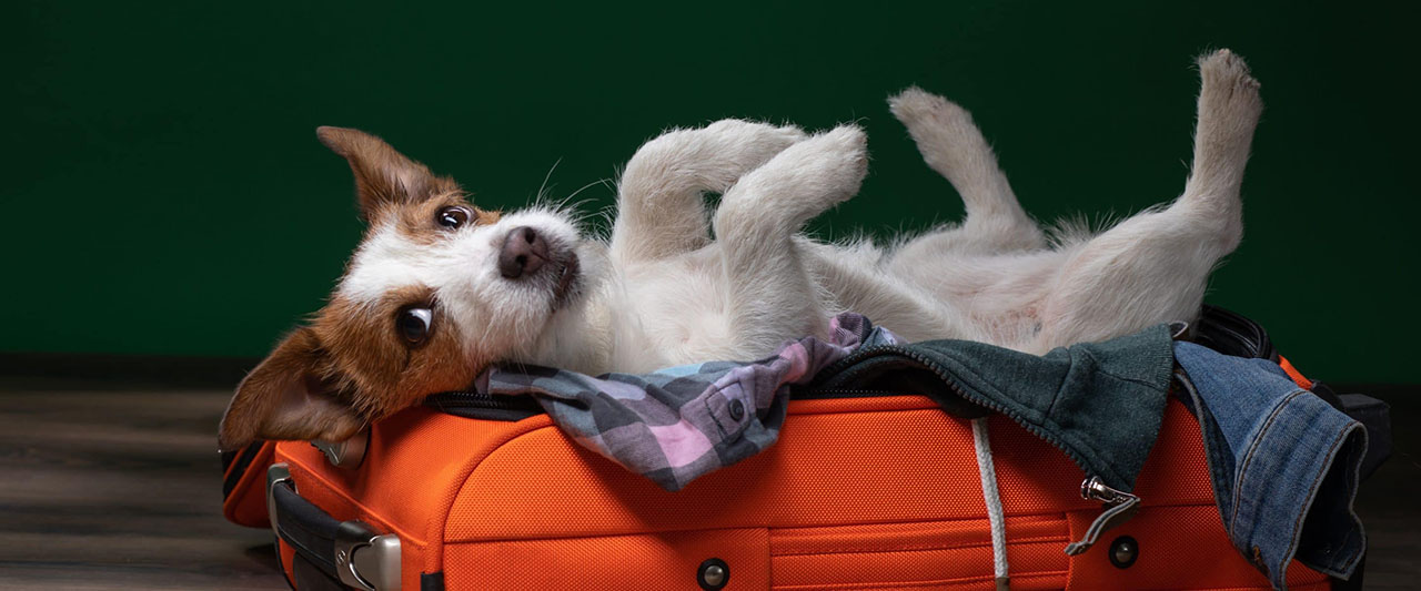 top 9 tips for dog boarding for the holidays