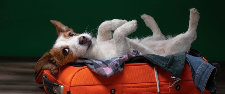 top 9 tips for dog boarding during the holidays