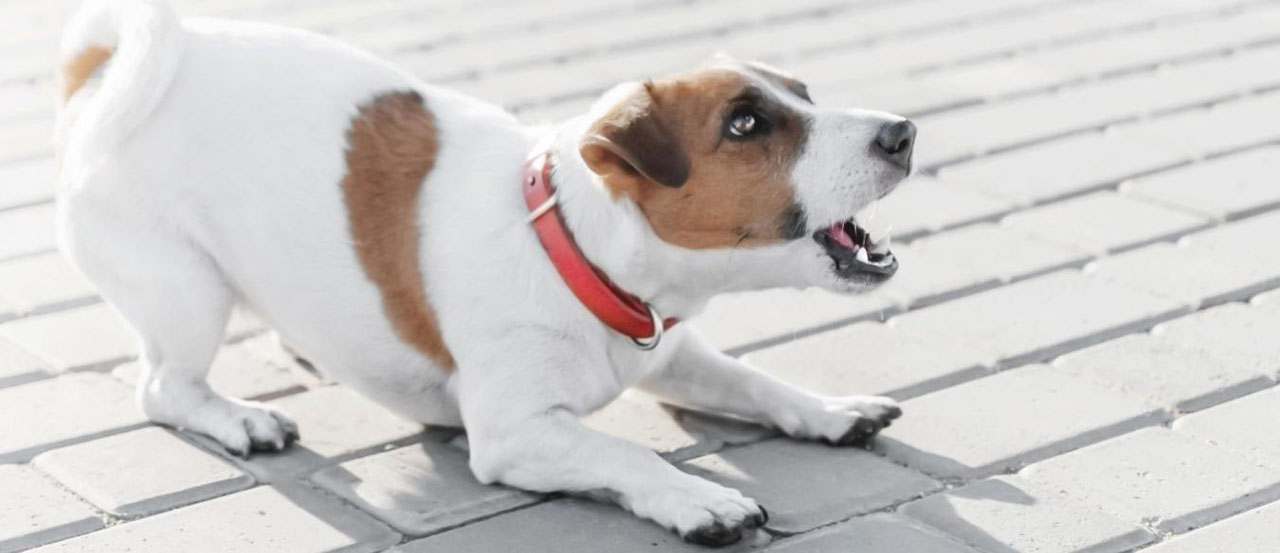 barking loud noises doggy dojo