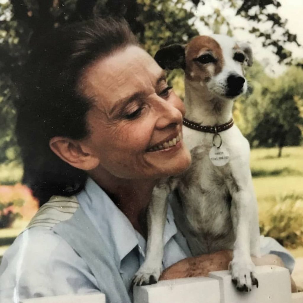 Audrey Hepburn, a Classic Jack Russell Parent