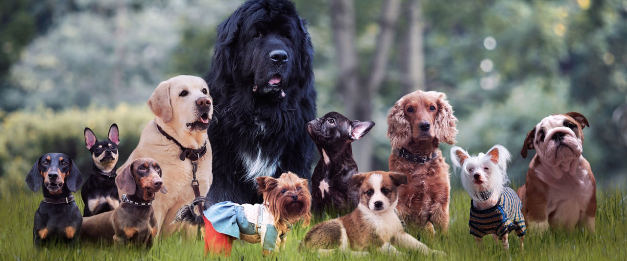 most popular podcast episodes 2021 - dog names