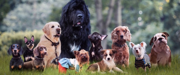 most popular podcast episodes 2021 - dog names