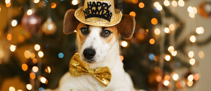 puppy parent new year resolutions - jack russell parents podcast