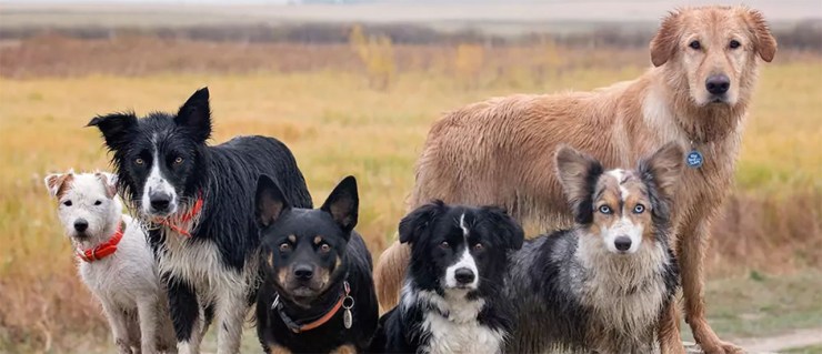 dog breed name origins