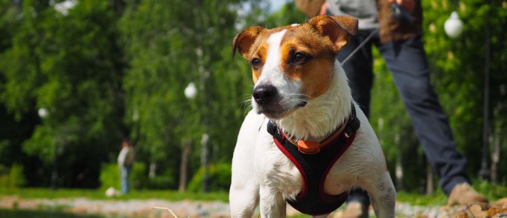 walking your human jack russell parents