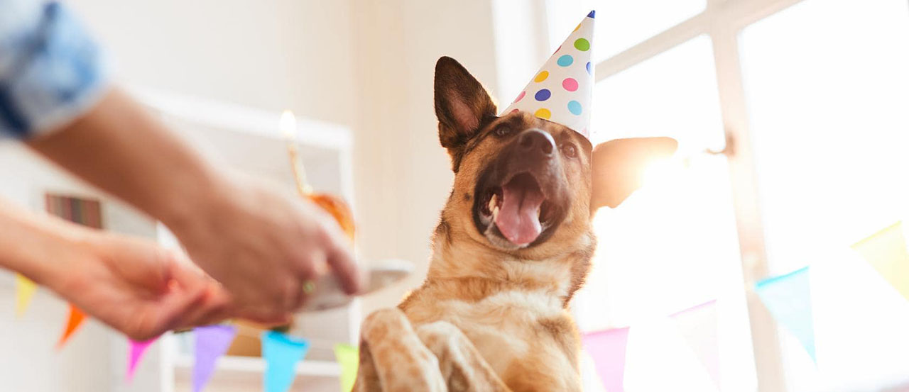 national dog day giveaway