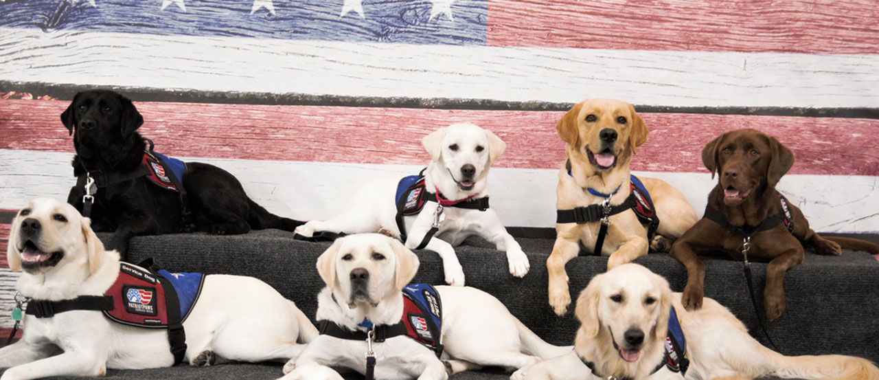 patriot paws banner