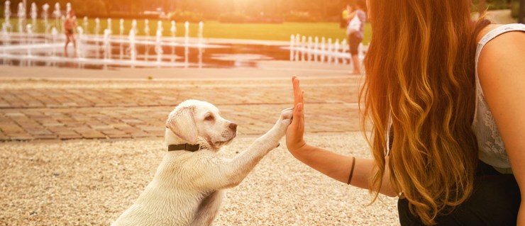 human infertility and puppy parenting