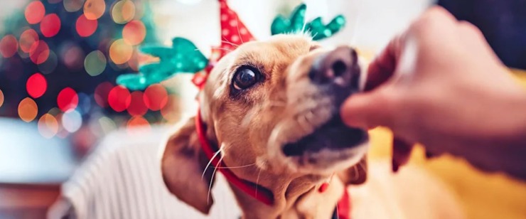 Majority of Dogs Overeat During the Holidays