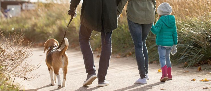 animal defense league of tx adopt