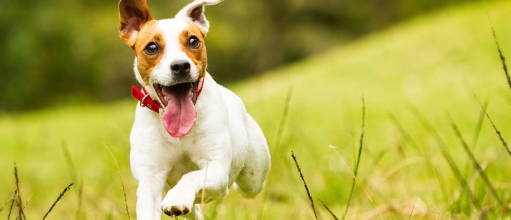 jack russell terrier club of america