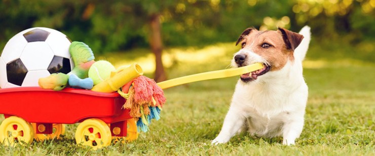 why does my dog steal things