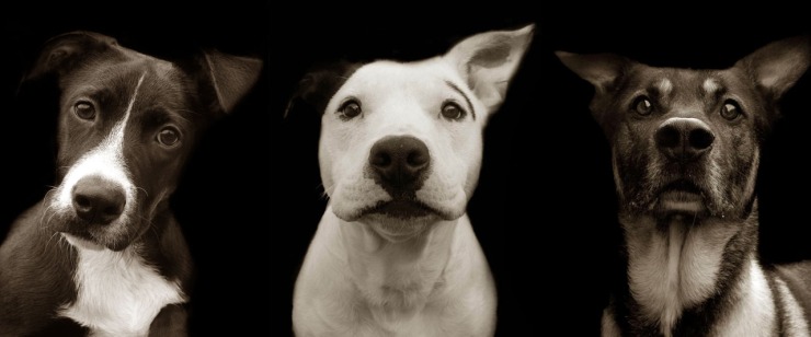 adopt-a-dog-month photographer traer scott