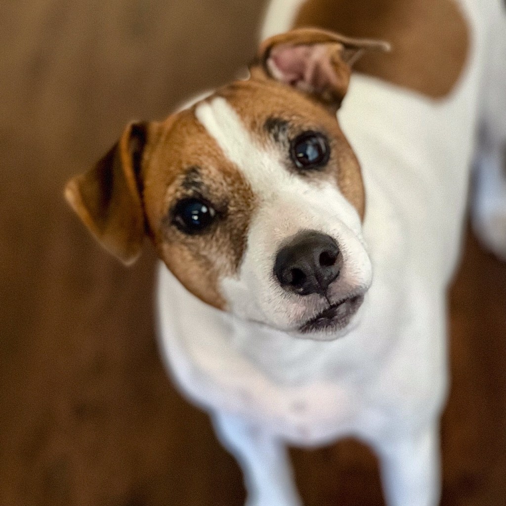 how to calculate your dog's real age