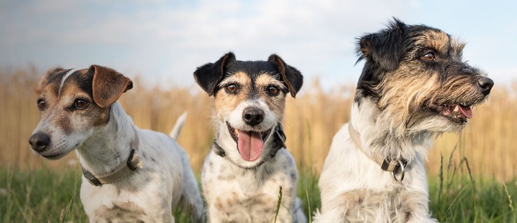dogs and the enneagram personaliy types