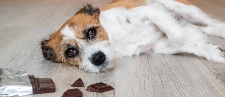 what to do if your dog eats chocolate