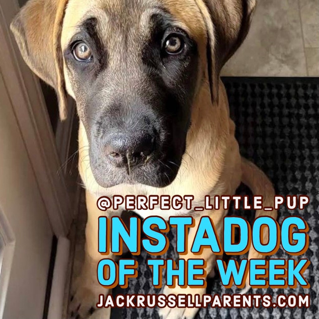 perfect little pup - everest - instadog of the week - constant jumping episode