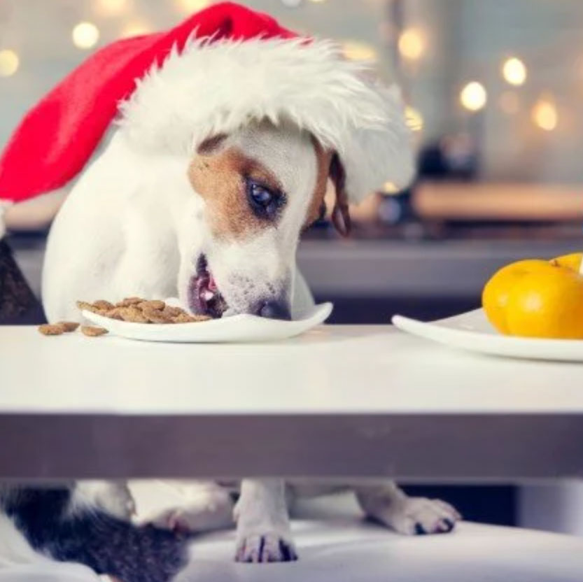 the majority of dogs overeat during the holidays
