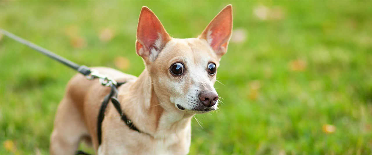 surprising dog facts