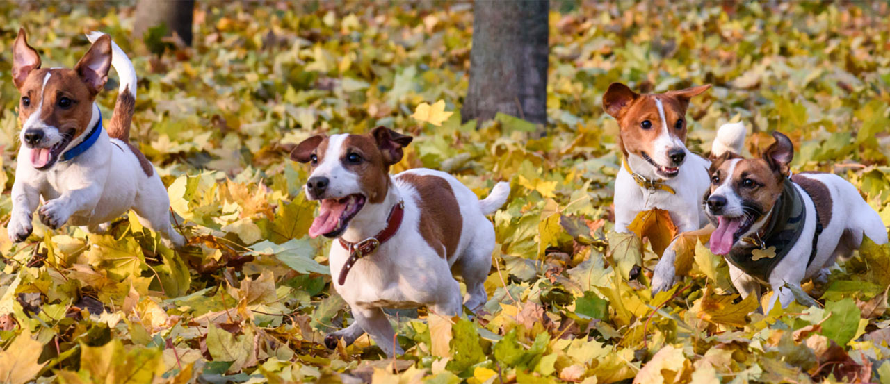 Best Dogs for Your Personality Type