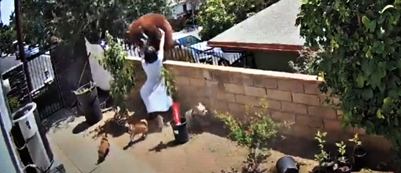 hailey morinico teenage girl fights off bear to save her pups