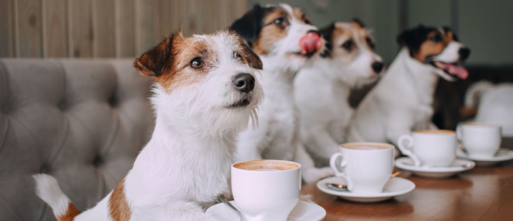 celebrating jack russell terriers