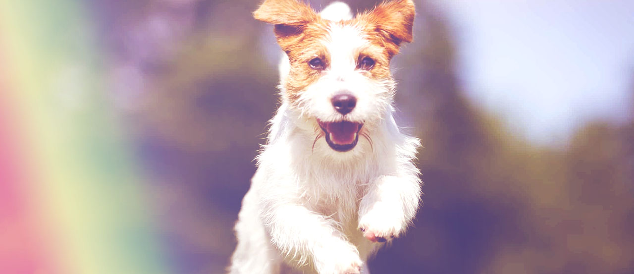 rainbow bridge dog
