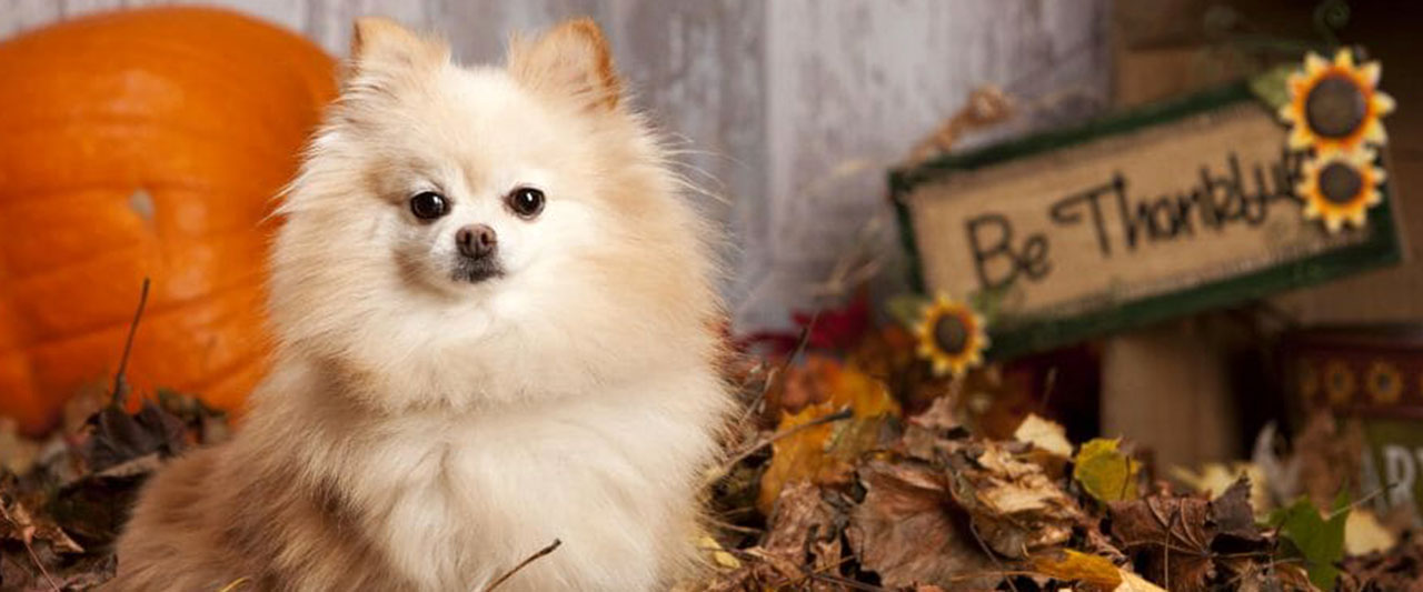 why we're thankful for our dog