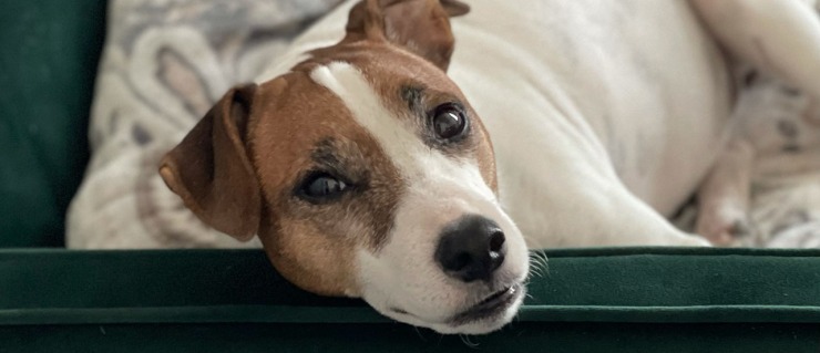 anaphylaxis in dogs - jack russell parents podcast