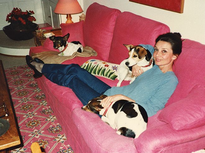 Audrey Hepburn, a Classic Jack Russell Parent