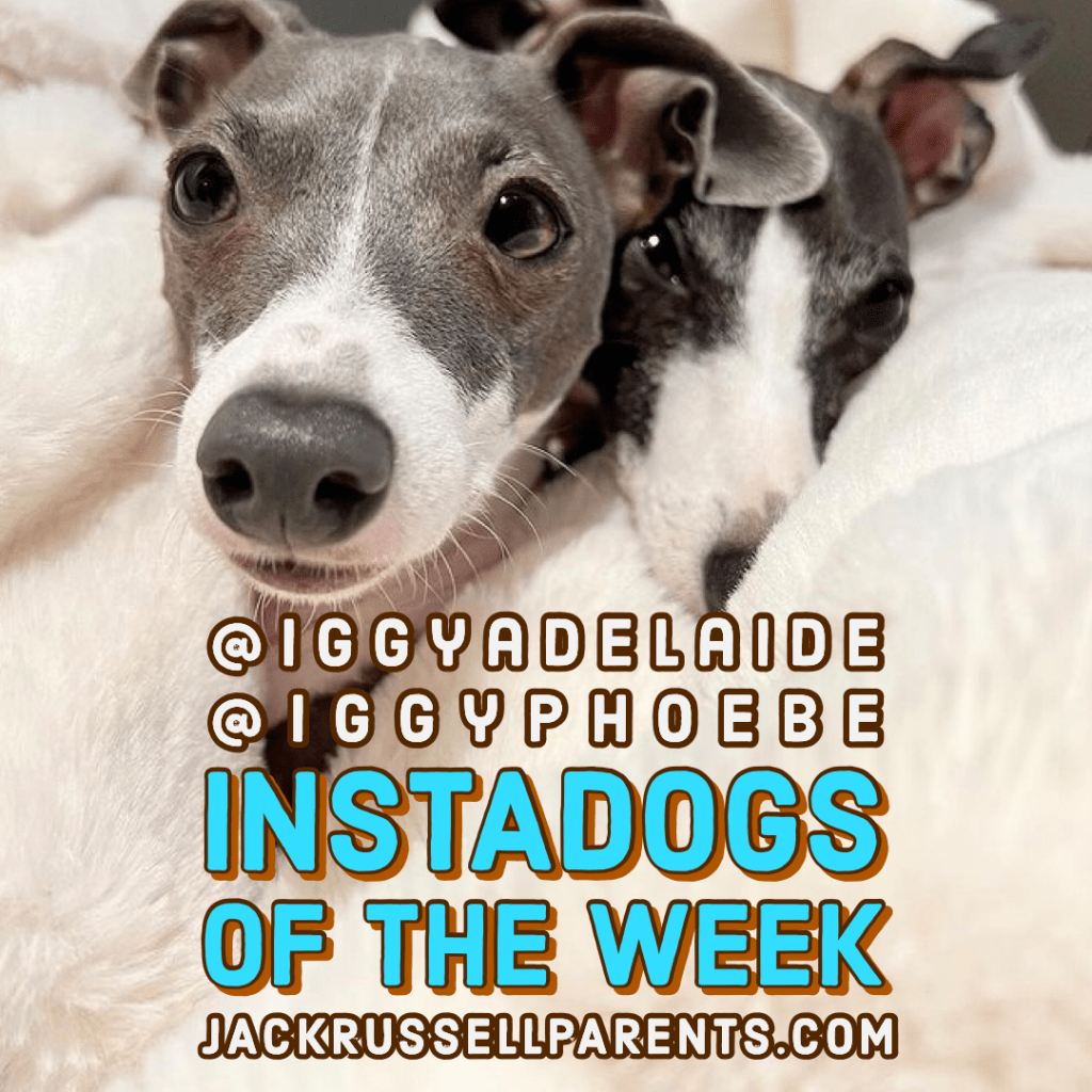 instadog of the week @iggyadelaide and @iggyphoebe
