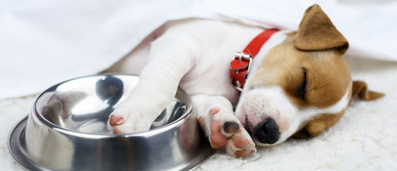 how to help picky eaters