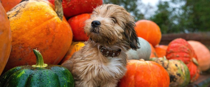 can dogs eat pumpkin
