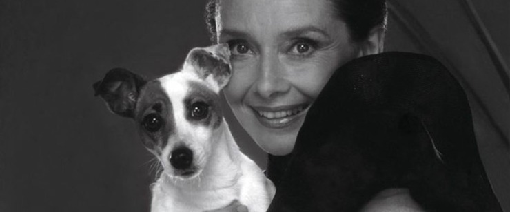 Audrey Hepburn, a Classic Jack Russell Parent