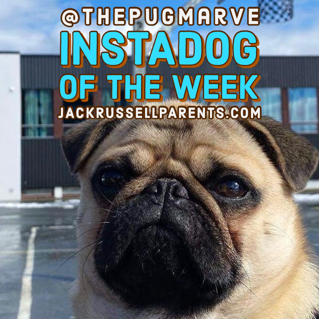 most popular podcast episodes of 2021 - instadog of the week - the pug marve