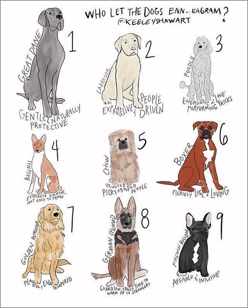 dogs for your personality type