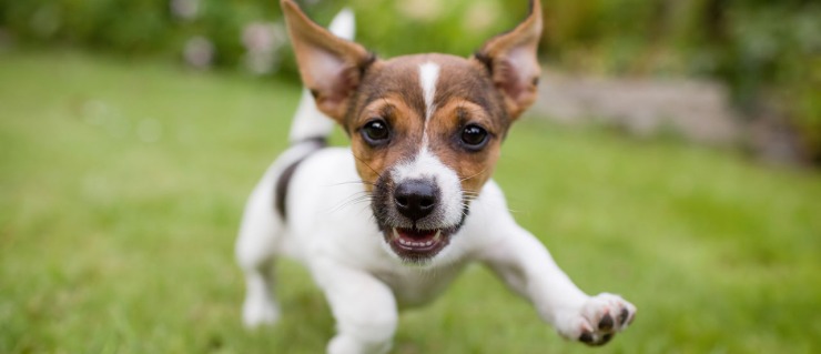 how to know if you're ready for a jack russell terrier